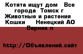 Котята ищут дом - Все города, Томск г. Животные и растения » Кошки   . Ненецкий АО,Варнек п.